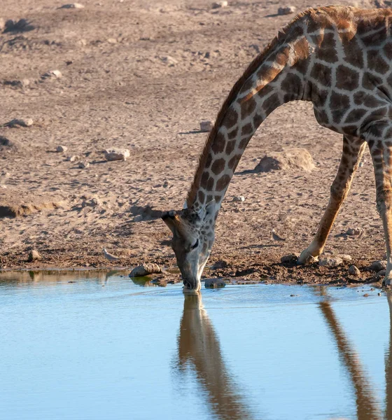Żyrafa Jest Woda Pitna Obraz Przyrody — Zdjęcie stockowe