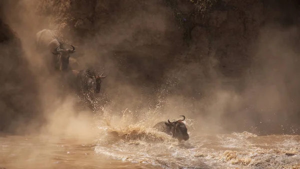 Великий Антилоп Гну Міграції Зображення Дикої Природи Африка — стокове фото