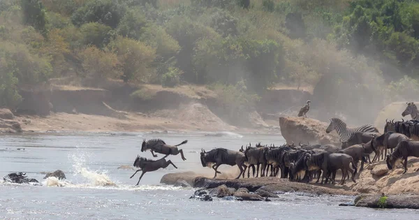 Imagem Vida Selvagem África Grande Migração Gnus Foto Vida Selvagem — Fotografia de Stock