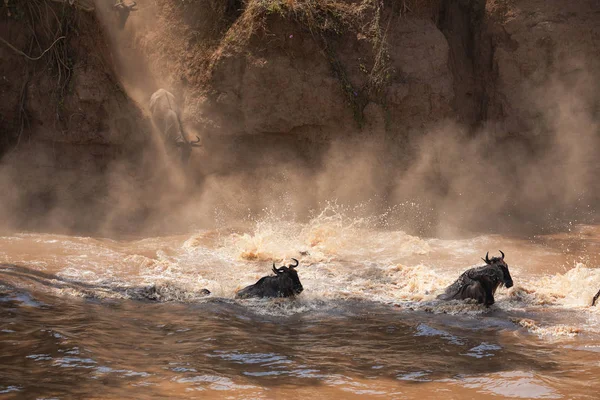 素晴らしいヌーの移行 野生動物の写真 アフリカ — ストック写真