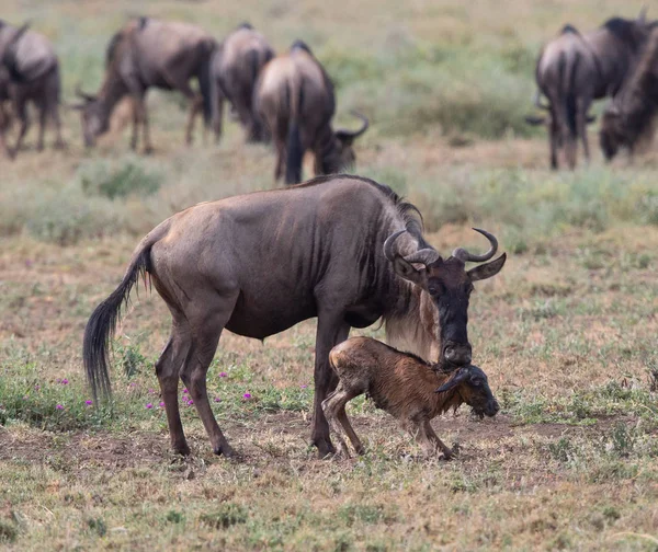 Εικόνα Της Άγριας Ζωής Νέα Γεννηθεί Cub Και Μητέρα Γκνου — Φωτογραφία Αρχείου