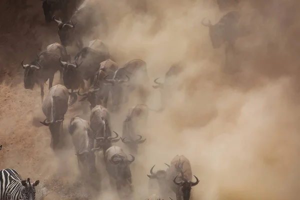 Grande Migração Gnus Foto Vida Selvagem África — Fotografia de Stock