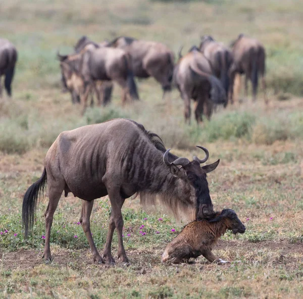 동물의 그림입니다 새로운 태어난된 새끼와 어머니 Wildebeests — 스톡 사진