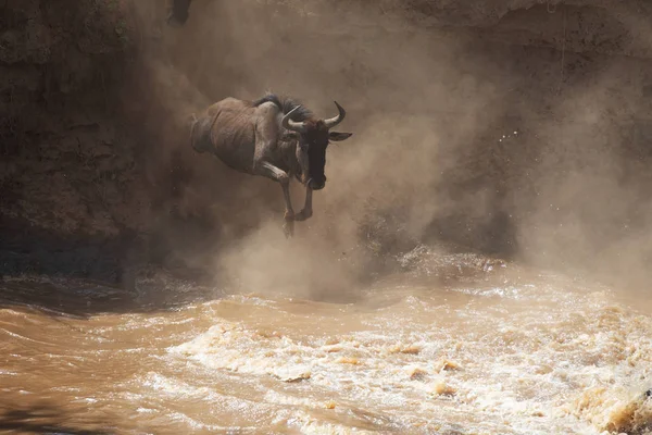 Skvělá Wildebeest Stéhování Obrázek Přírody — Stock fotografie