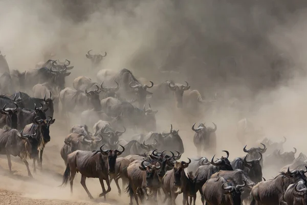 동물의 그림입니다 Wildebeests 마이그레이션 — 스톡 사진