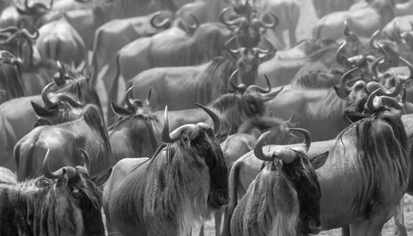 Foto Della Fauna Selvatica Grandi Gnu Migrazione — Foto Stock