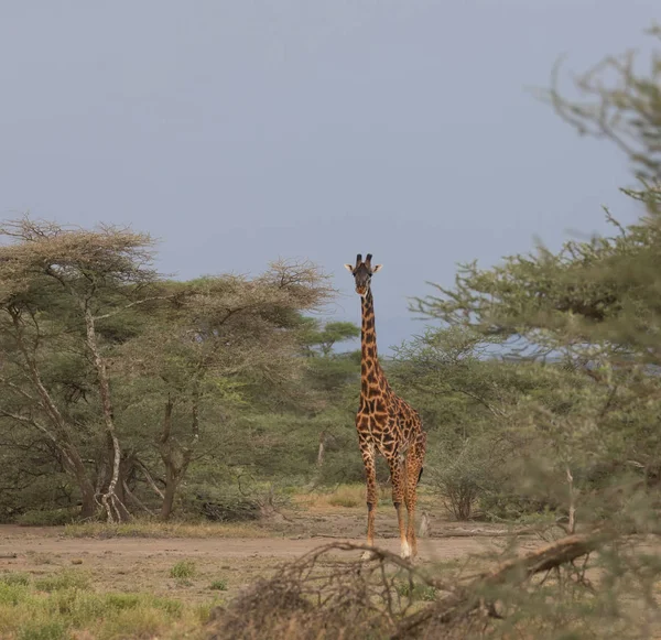 Giraffe Savanna Picture Wildlife Africa — Stock Photo, Image