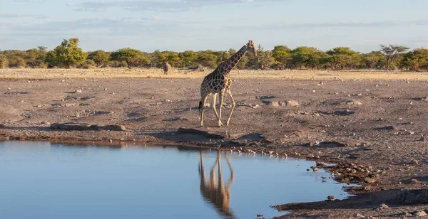 Giraffa Sta Bevendo Acqua Immagine Della Fauna Selvatica — Foto Stock