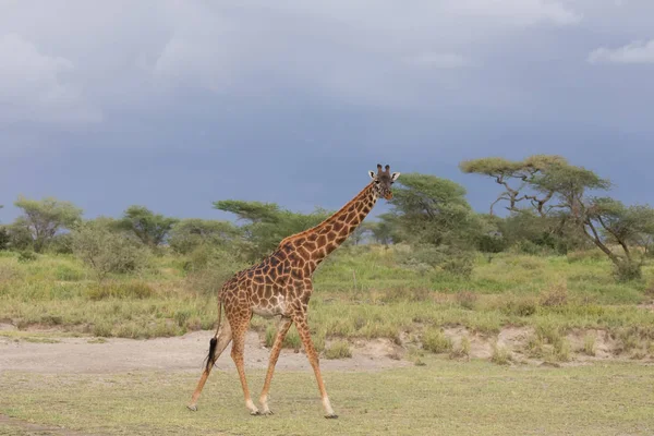 Jirafa Savanna Imagen Vida Silvestre África — Foto de Stock