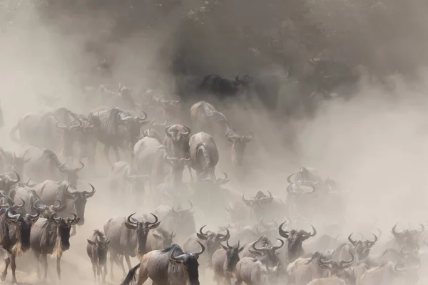 Picture Wildlife Great Wildebeests Migration — Stock Photo, Image