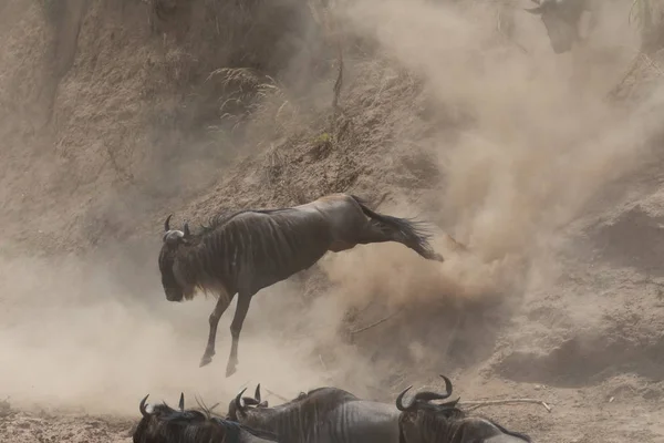 Foto Van Dieren Het Wild Grote Gnoes Migratie — Stockfoto