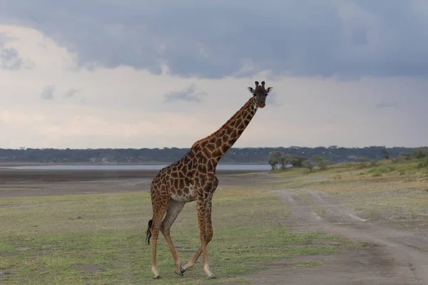 Giraf Savanne Foto Van Dieren Het Wild Afrika — Stockfoto