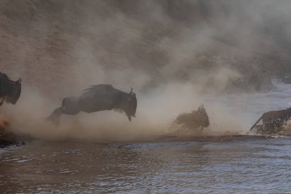 Great Wildebeests Migration Imagen Vida Silvestre África — Foto de Stock