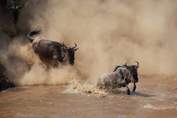 Wildebeests 마이그레이션입니다 동물의 그림입니다 아프리카 — 스톡 사진