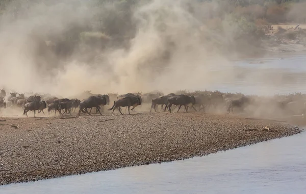 Gambar Satwa Liar Great Wildebeests Migrasi — Stok Foto