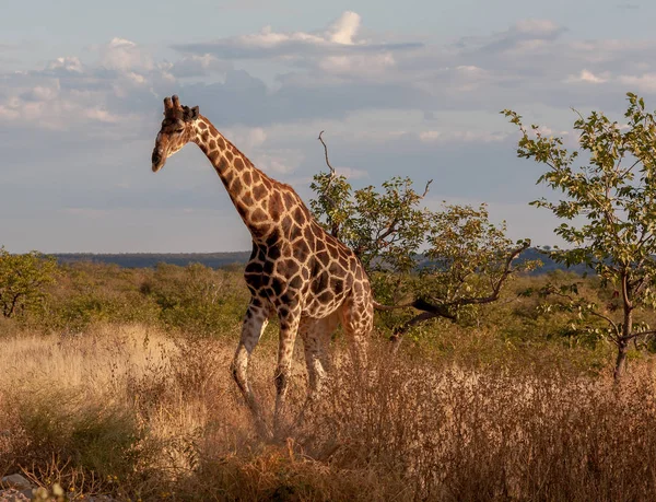 Jirafa Savanna Imagen Vida Silvestre África — Foto de Stock