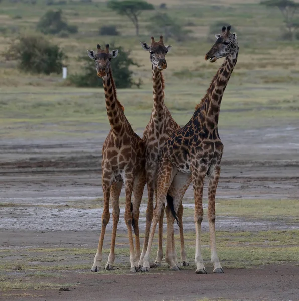 Giraffes Savanna Picture Wildlife Photo Made Short Distance Excellent Light — Stock Photo, Image