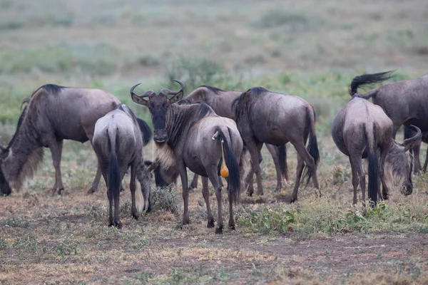 Mare Της Γκνου Wildebeest Είναι Έτοιμη Για Γέννηση Του Μόσχου — Φωτογραφία Αρχείου