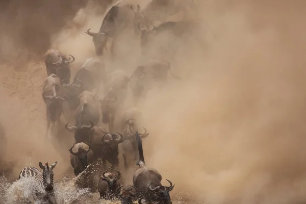 Bra Gnuer Migration Bild Wildlife — Stockfoto