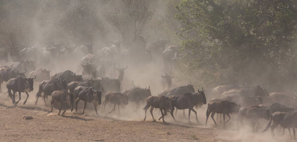 Picture of wildlife. Great Wildebeests Migration. 
