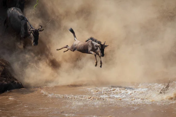 Grote Gnoes Migratie Foto Van Dieren Het Wild Afrika — Stockfoto