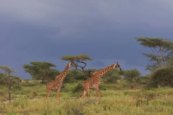 Giraffen Savanne Foto Van Dieren Het Wild Afrika — Stockfoto