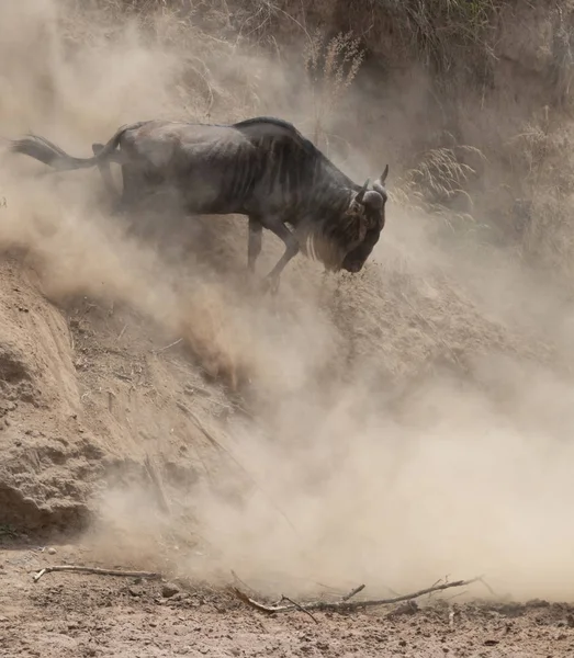 Grote Wildebeest Migratie Foto Van Dieren Het Wild — Stockfoto