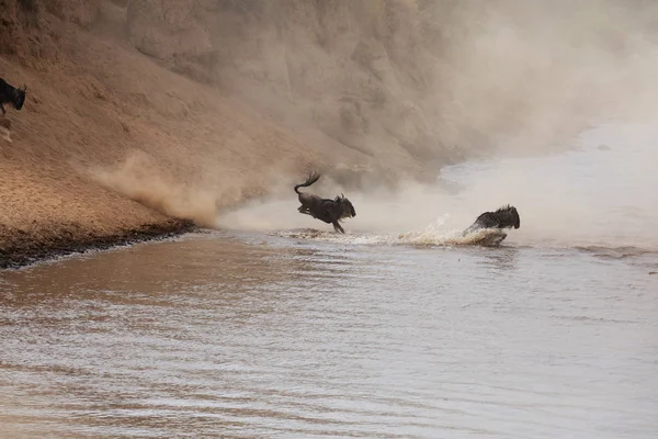 Great Wildebeests Migration Imagen Vida Silvestre — Foto de Stock