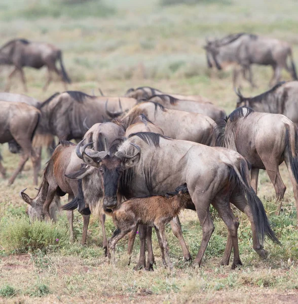 동물의 그림입니다 Wildebeests 마이그레이션 — 스톡 사진