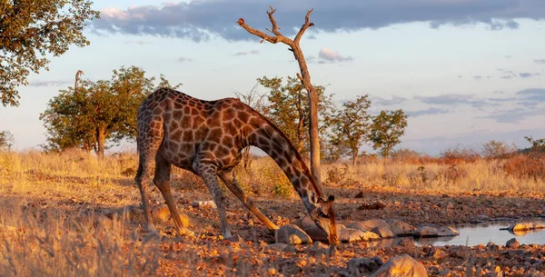 キリンが水を飲むです 野生動物の写真 — ストック写真