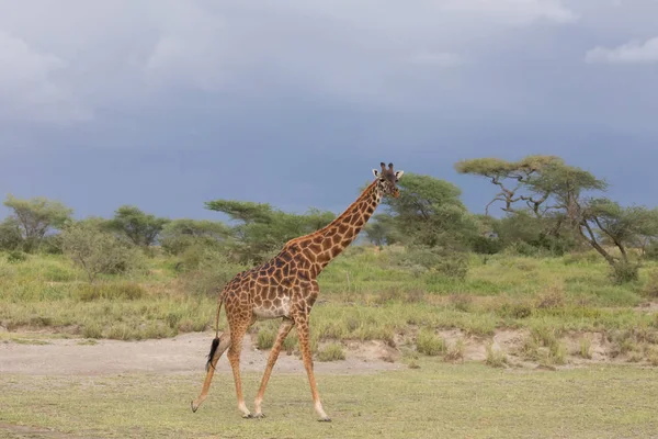 Jirafa Savanna Imagen Vida Silvestre África — Foto de Stock