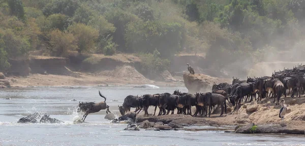 Imagem Vida Selvagem África Grande Migração Gnus Foto Vida Selvagem — Fotografia de Stock