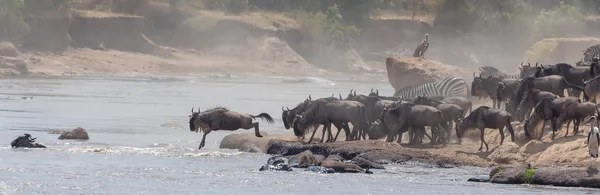 Foto Della Fauna Selvatica Africa Grandi Wildebeests Migrazione Immagine Della — Foto Stock