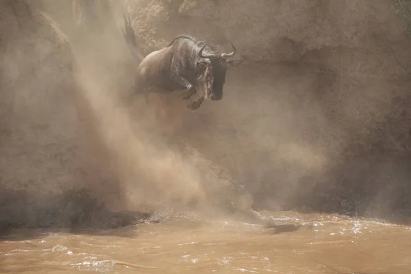 Grote Wildebeest Migratie Foto Van Dieren Het Wild — Stockfoto