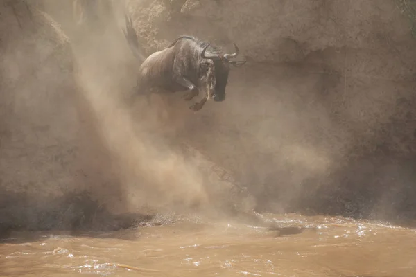 Skvělá Wildebeest Stéhování Obrázek Přírody — Stock fotografie