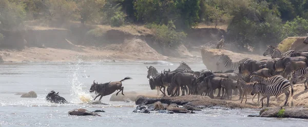 Gambar Satwa Liar Afrika Great Wildebeests Migrasi Gambar Satwa Liar — Stok Foto