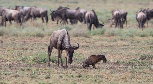 동물의 그림입니다 새로운 태어난된 새끼와 어머니 Wildebeests — 스톡 사진