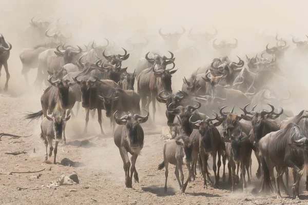 野生动物的图片 伟大的野牛移民 — 图库照片