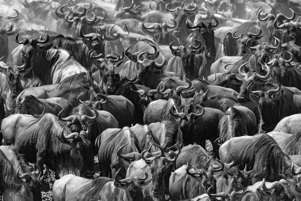 Picture of wildlife. Great Wildebeests Migration.