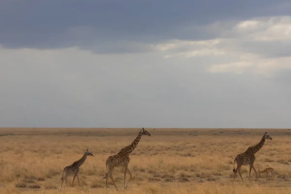 Żyrafy Sawanny Obraz Przyrody Afryka — Zdjęcie stockowe