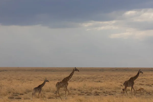 Zsiráfok Szavanna Vadon Élő Állatok Kép Afrika — Stock Fotó