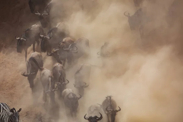 伟大的野牛移民 野生动物的图片 — 图库照片