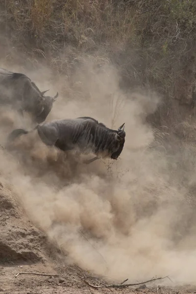 Foto Van Dieren Het Wild Grote Gnoes Migratie — Stockfoto