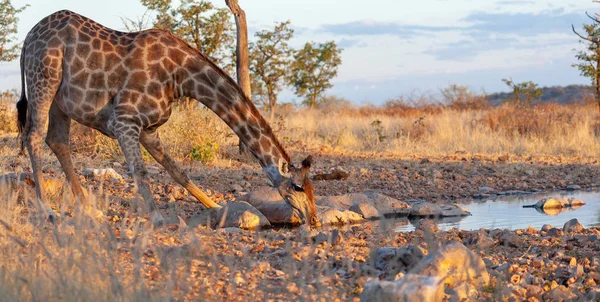 Die Giraffe Trinkt Wasser Bild Der Tierwelt — Stockfoto
