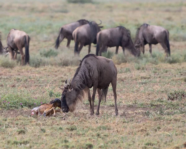 동물의 그림입니다 새로운 태어난된 새끼와 어머니 Wildebeests — 스톡 사진