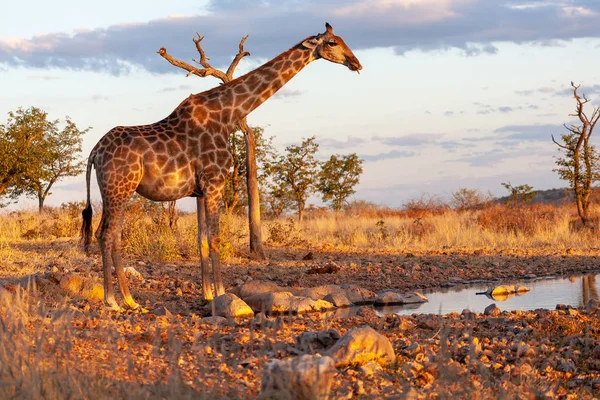 Sjiraffen Savanna Bilde Dyrelivet Afrika – stockfoto