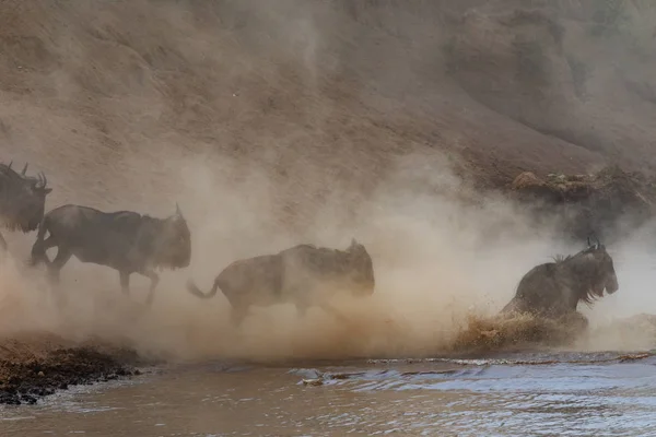 Зображення Дикої Природи Африка Великий Антилоп Гну Міграції — стокове фото