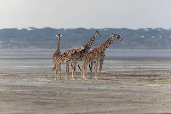 Zsiráfok Szavanna Vadon Élő Állatok Kép Fotó Készült Rövid Távolságra — Stock Fotó