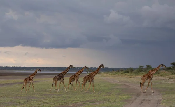 Giraffes Savanna Picture Wildlife Photo Made Short Distance Excellent Light — Stock Photo, Image