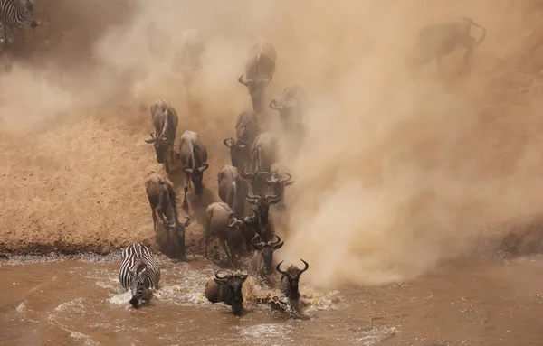 Great Wildebeests Migration Imagen Vida Silvestre — Foto de Stock